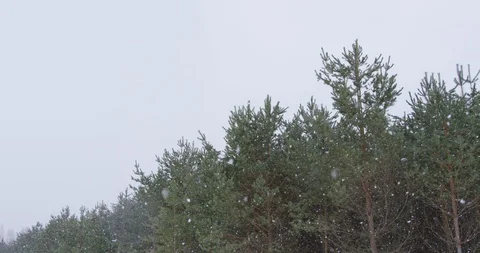 Winter forest landscape Stock-Footage 88937892