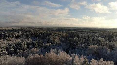 Winter forest landscape Stock Footage 101388570