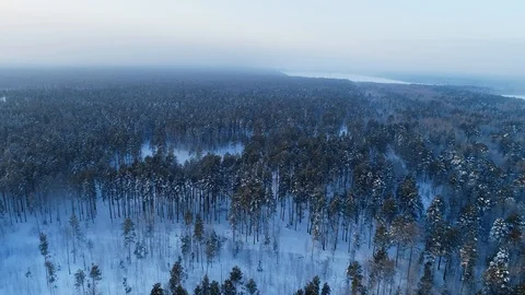 Winter Forest Landscape. 스톡 동영상 116718366