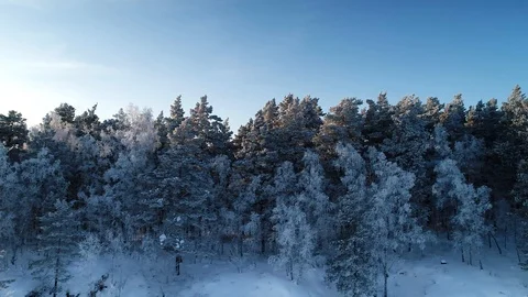 Winter Forest Landscape. Stock Footage 119892481