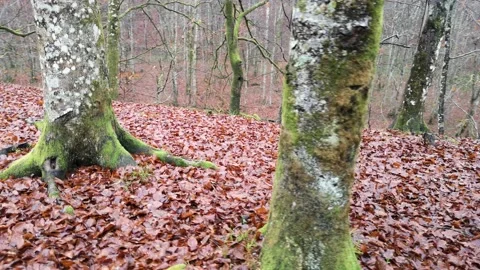 Winter forest landscape Stock Footage 146279565