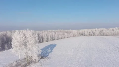 Winter Forest Landscape. Stock Footage 150306147