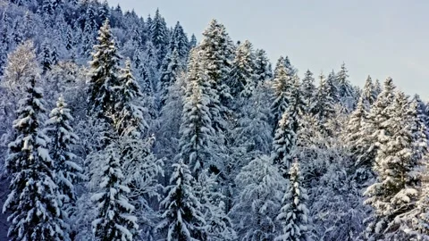 Winter Forest Landscape Stock Footage 234732559