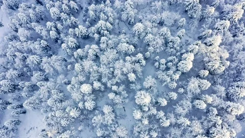 Winter Forest Landscape Stock Footage 234740728