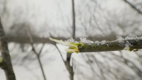 Winter Forest Landscape: Grazed Tree Branch Stock Footage 317608361