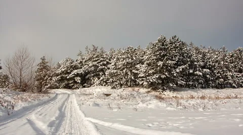 Winter forest landscape panorama Stock Footage 47236793