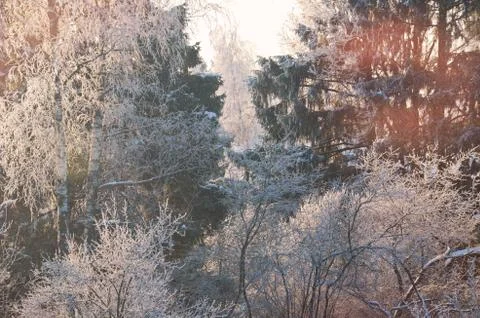 Winter forest landscape, part 3 Stock Photos