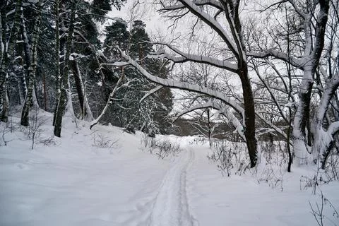 Winter forest landscape with a path in the snow Stock Photos