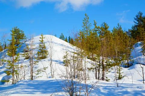 Winter forest landscape Stock Photos