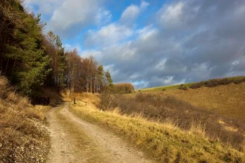Winter forest landscape Stock Photos