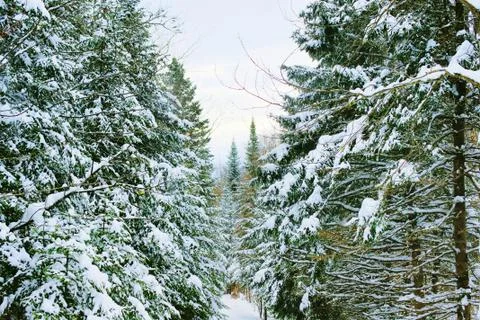 Winter forest landscape Stock Photos
