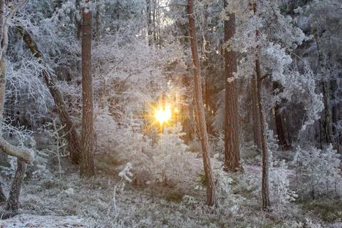 Winter Forest Landscape Фото