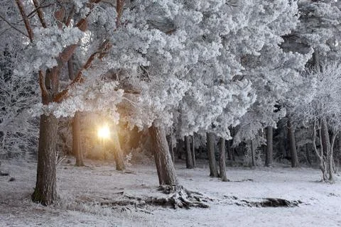Winter Forest Landscape Stock Photos