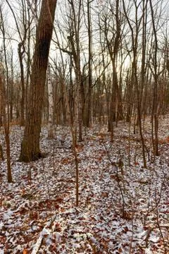 Winter Forest Landscape Stock Photos