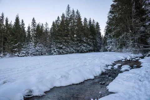 Winter forest landscape Stock Photos