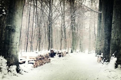 Winter forest landscape Stockfoto's