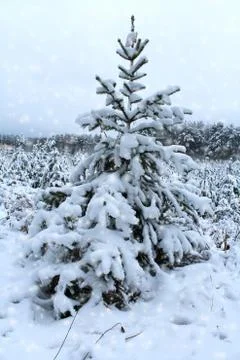 Winter forest. Landscape Stock Photos