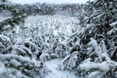 Winter forest. Landscape Stock Photos