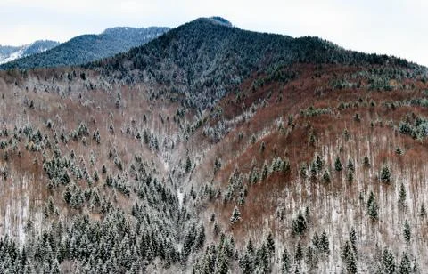 Winter forest landscape Stock Photos