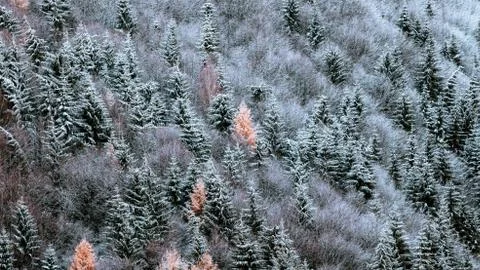 Winter forest landscape Stock Photos
