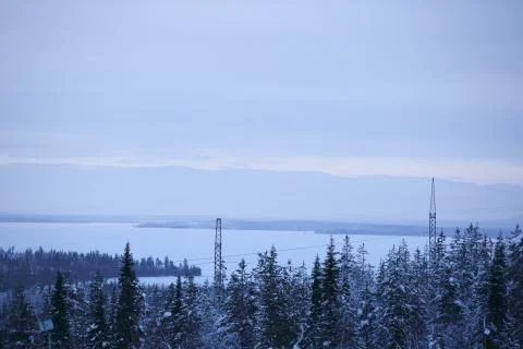 Winter forest landscape Stock Photos