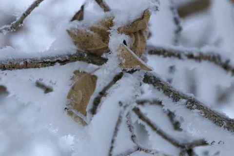 Winter forest landscape Stock Photos