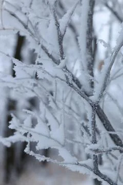 Winter forest landscape Stock Photos