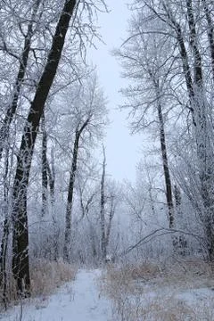 Winter forest landscape Stock Photos