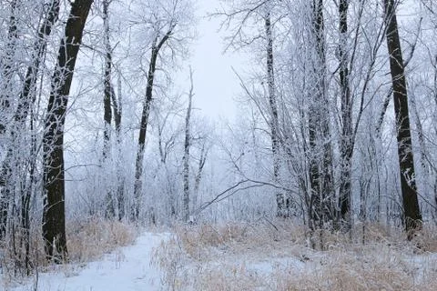 Winter forest landscape Stock Photos