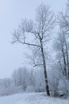 Winter forest landscape Stock Photos