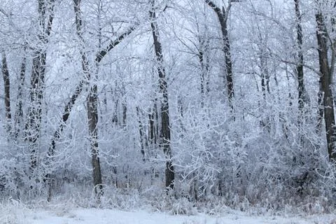 Winter forest landscape Stock Photos