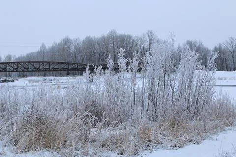 Winter forest landscape Stock Photos