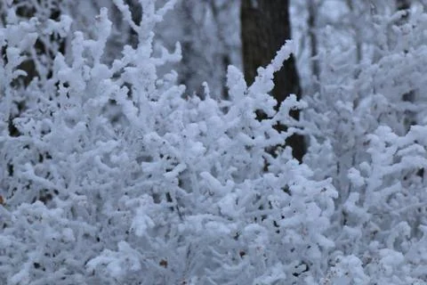 Winter forest landscape Stock Photos