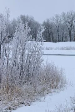 Winter forest landscape Stock Photos
