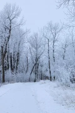 Winter forest landscape Stock Photos