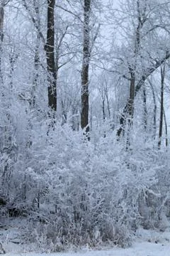 Winter forest landscape Stock Photos