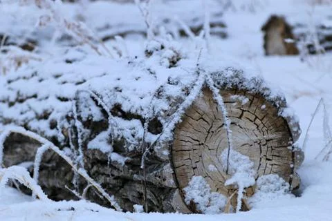 Winter forest landscape Stock Photos