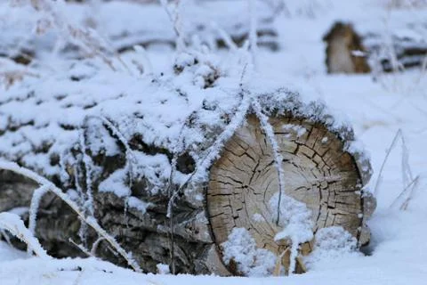Winter forest landscape Stock Photos