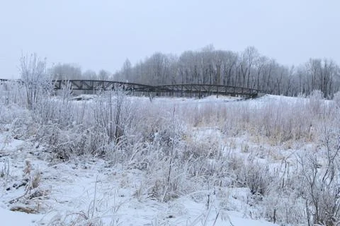 Winter forest landscape Stock Photos