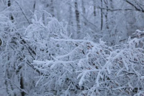 Winter forest landscape Stock Photos