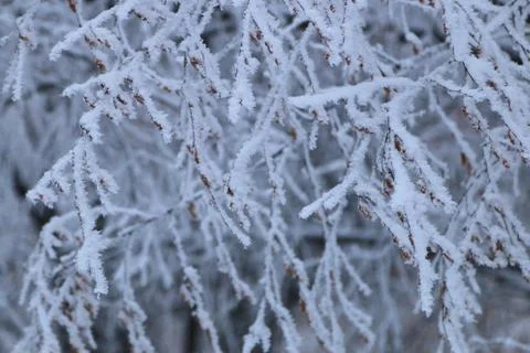Winter forest landscape Stock Photos