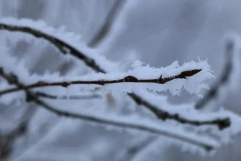 Winter forest landscape Stock Photos