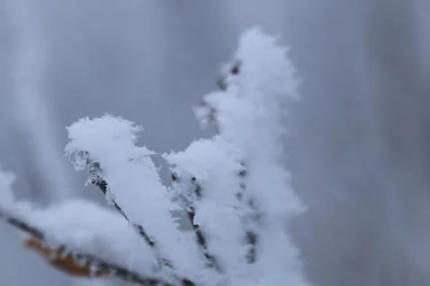Winter forest landscape Stock Photos