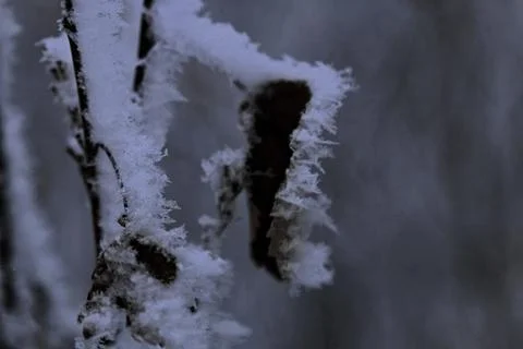 Winter forest landscape Stock Photos
