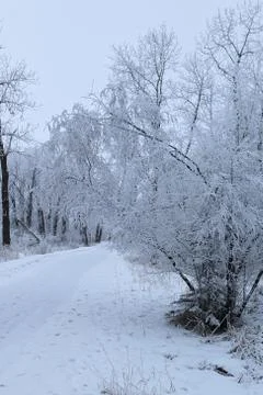 Winter forest landscape Stock Photos