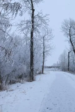 Winter forest landscape Stock Photos