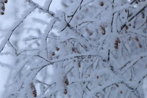 Winter forest landscape Stock Photos