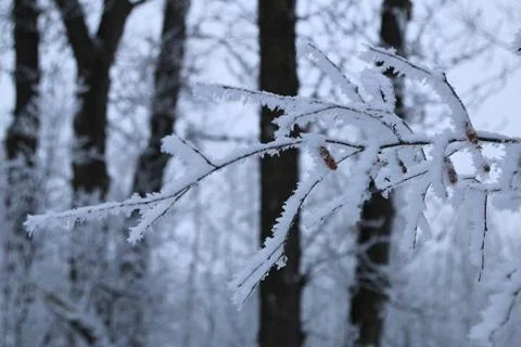 Winter forest landscape Stock Photos