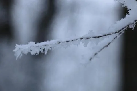 Winter forest landscape Stock Photos
