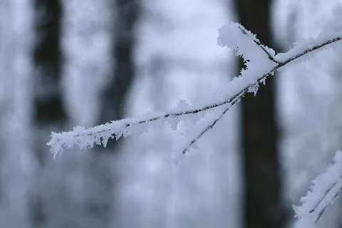 Winter forest landscape Stock Photos